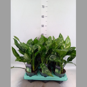 Aglaonema  'Maria'