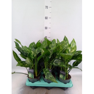 Aglaonema 'Maria'