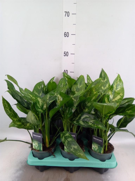 <h4>Aglaonema  'Maria'</h4>