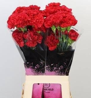 <h4>Di St Red Magic</h4>