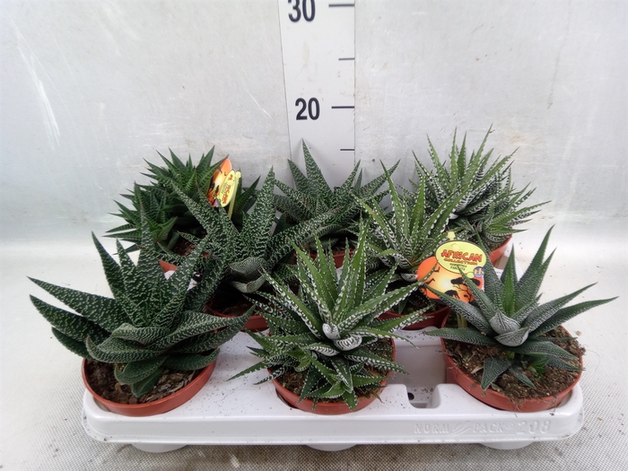 Haworthia   ...mix