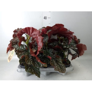 Begonia maculata