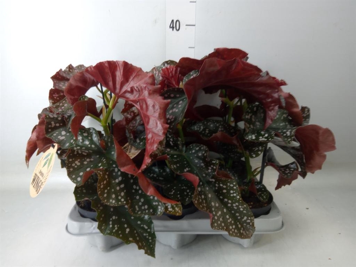 <h4>Begonia maculata</h4>