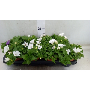 Petunia  'Surfinia Baby White'