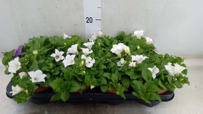 <h4>Petunia  'Surfinia Baby White'</h4>