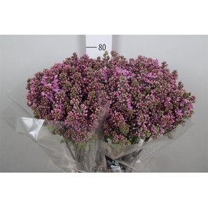 Syr V Dark Koster 4+