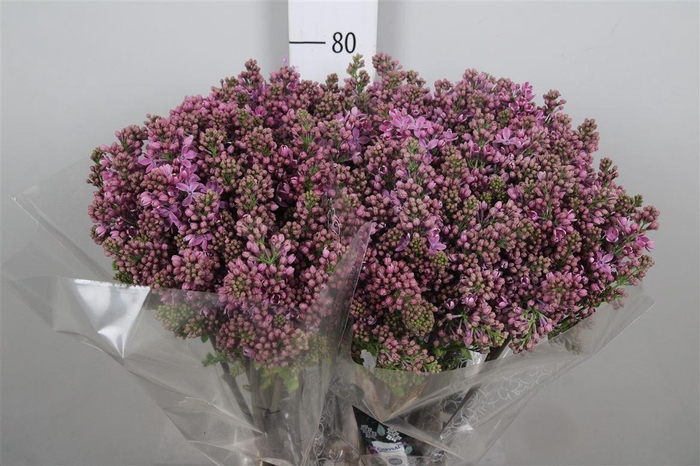 <h4>Syr V Dark Koster 4+</h4>