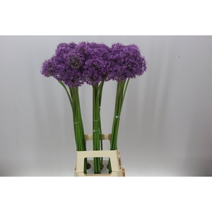 Allium Gladiator