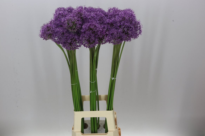 <h4>Allium Gladiator</h4>