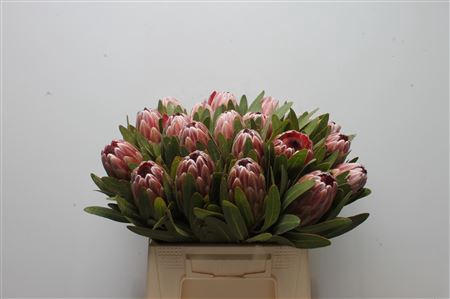 Protea Pink Ice