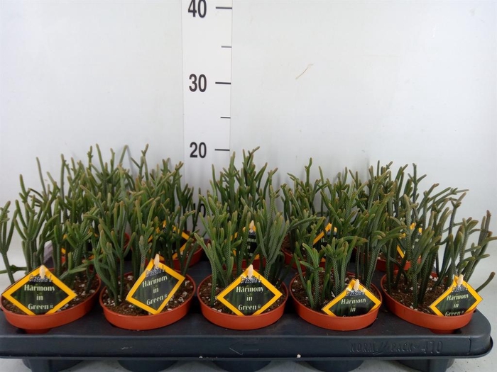 <h4>Crassula   ...</h4>