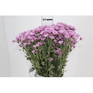 CRISANTEMO SANTINI MOONLIGHT 080 CM