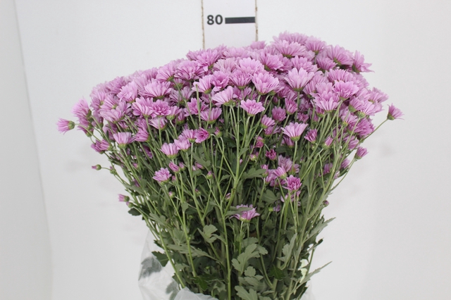 <h4>CRISANTEMO SANTINI MOONLIGHT 080 CM</h4>