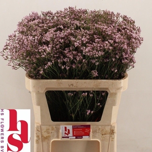 Lim Sin Tenness Pink