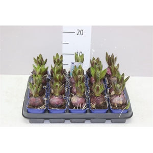 Hyacinthus Blue Star 1pp