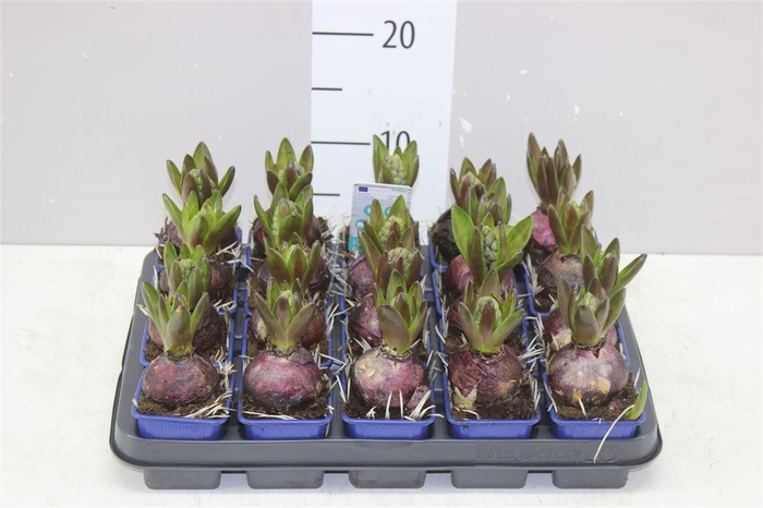 <h4>Hyacinthus Blue Star 1pp</h4>