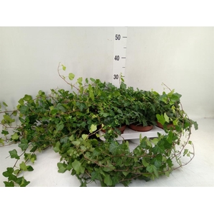 Hedera helix 'Wonder'