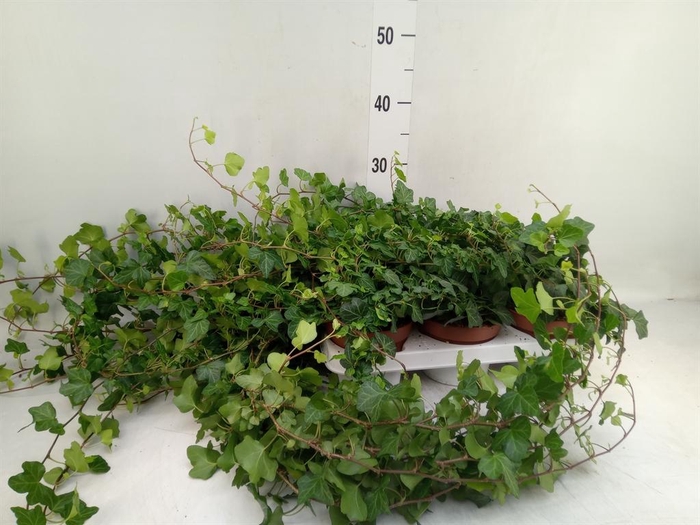 <h4>Hedera helix 'Wonder'</h4>