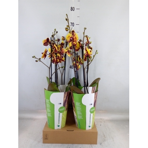 Phalaenopsis   ...yellow