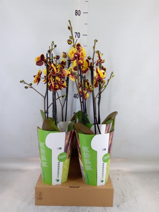 <h4>Phalaenopsis   ...yellow</h4>