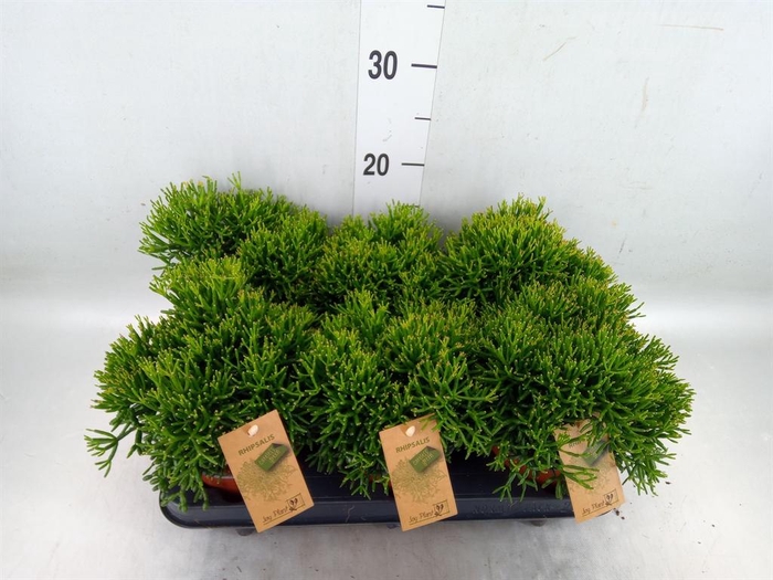 <h4>Rhipsalis   ...</h4>