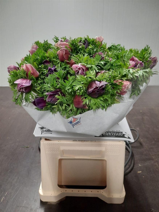 <h4>Anem Mistral Rarity</h4>