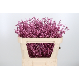 Ilex Kl Bh Metallic Roze