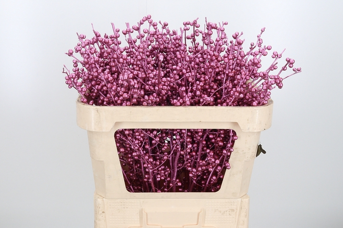 <h4>Ilex Kl Bh Metallic Roze</h4>
