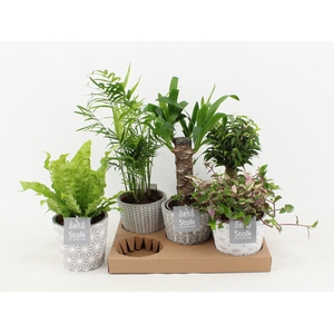 Mix in Star Pot (Yucca, Tradescantia, Ficus, Asplenium, Chameadorea)