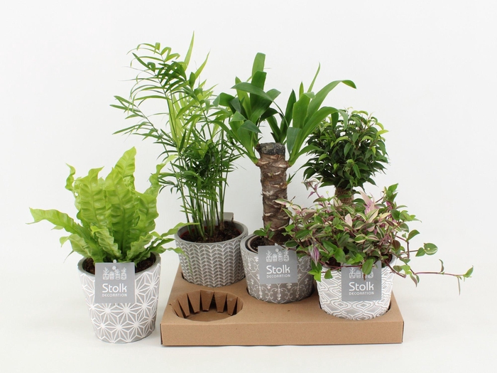 <h4>Mix in Star Pot (Yucca, Tradescantia, Ficus, Asplenium, Chameadorea)</h4>