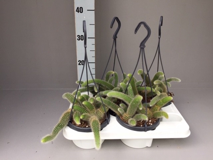 <h4>Cactus</h4>