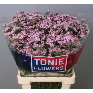 LIM SIN TENNESS PINK