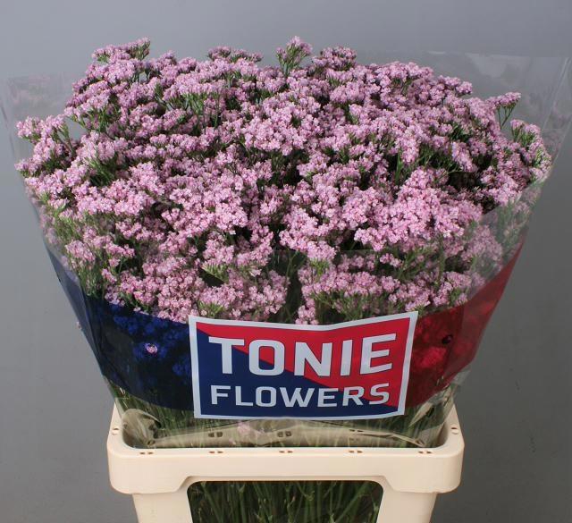 <h4>LIM SIN TENNESS PINK</h4>