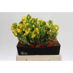 Ornithogalum Dubium Yellow Asa