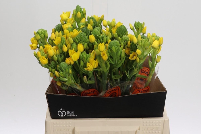 <h4>Ornithogalum Dubium Yellow Asa</h4>