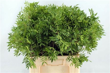 <h4>PISTA OV BLAD</h4>