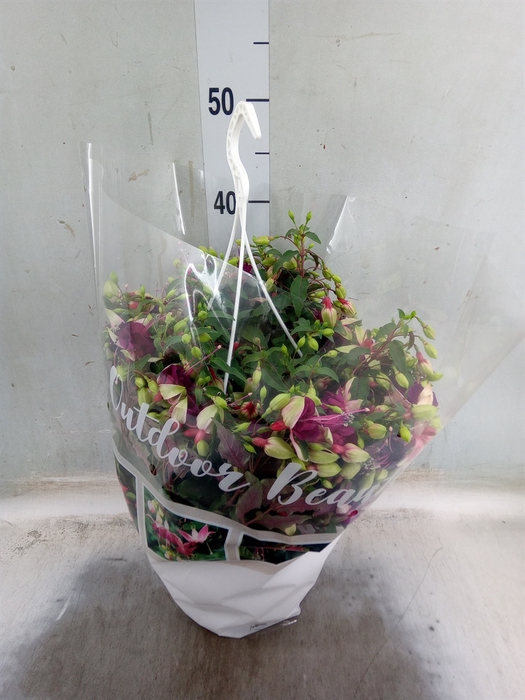 <h4>Fuchsia   ...</h4>