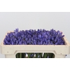 Agapanthus EYFORI Blue