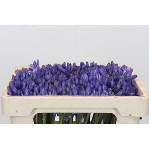 Agapanthus EYFORI Blue