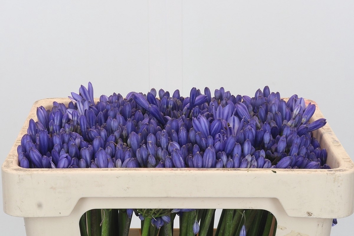 <h4>Agapanthus EYFORI Blue</h4>