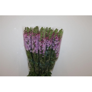 Antir Overig Lavender