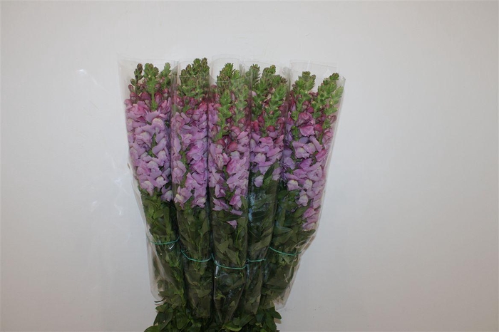 <h4>Antir Overig Lavender</h4>