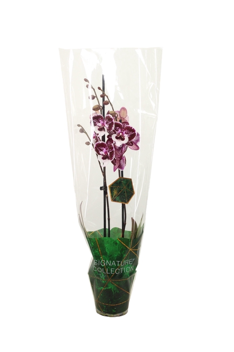 <h4>Signature Phal Raging Raisin 2T16+</h4>