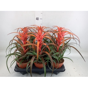 Tillandsia capitata 'Hermosa'