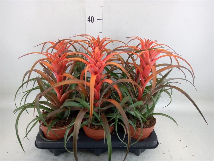 <h4>Tillandsia capitata 'Hermosa'</h4>
