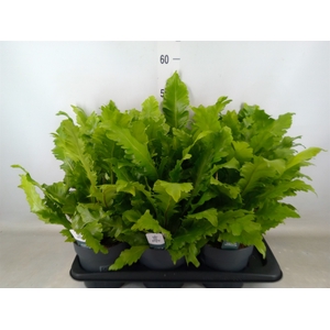 Asplenium nidus 'Campio'