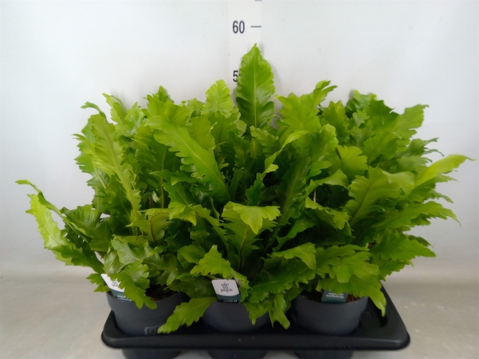 <h4>Asplenium nidus 'Campio'</h4>