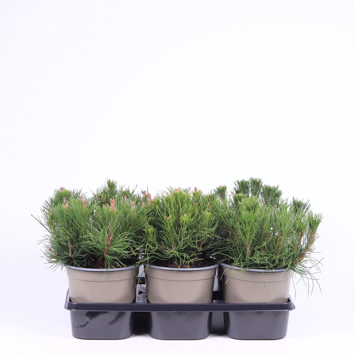 <h4>Pinus mugo pumilio</h4>