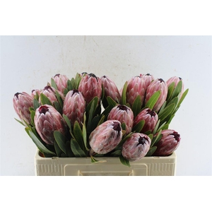 Protea Pink Ice