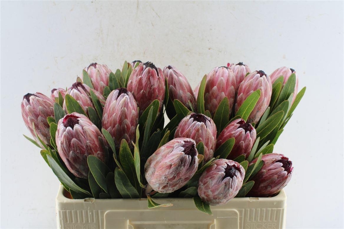 <h4>Protea Pink Ice</h4>